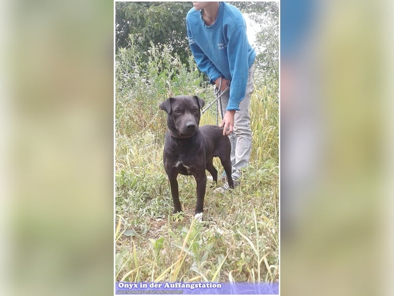 ONYX, ein Traumhund. Da Listenmix darf er nicht nach Deutschland