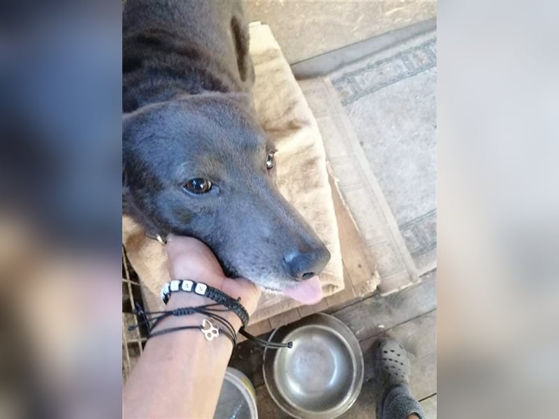 DYLAN, Angsthund. Dringend erfahrene Menschen mit dem Herz am richtigen Fleck gesucht!