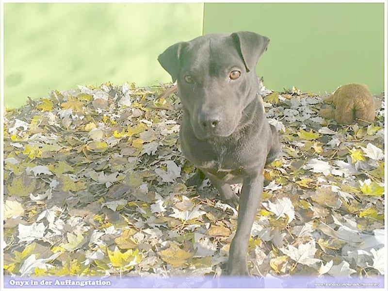 ONYX, ein Traumhund. Da Listenmix darf er nicht nach Deutschland