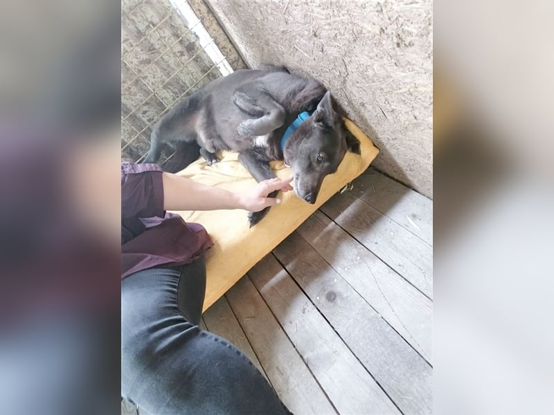 DYLAN, Angsthund. Dringend erfahrene Menschen mit dem Herz am richtigen Fleck gesucht!