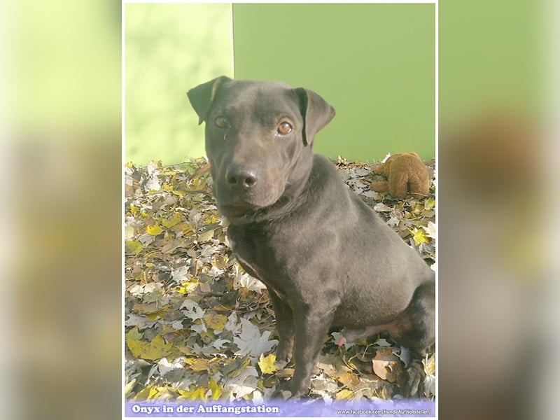 ONYX, ein Traumhund. Da Listenmix darf er nicht nach Deutschland
