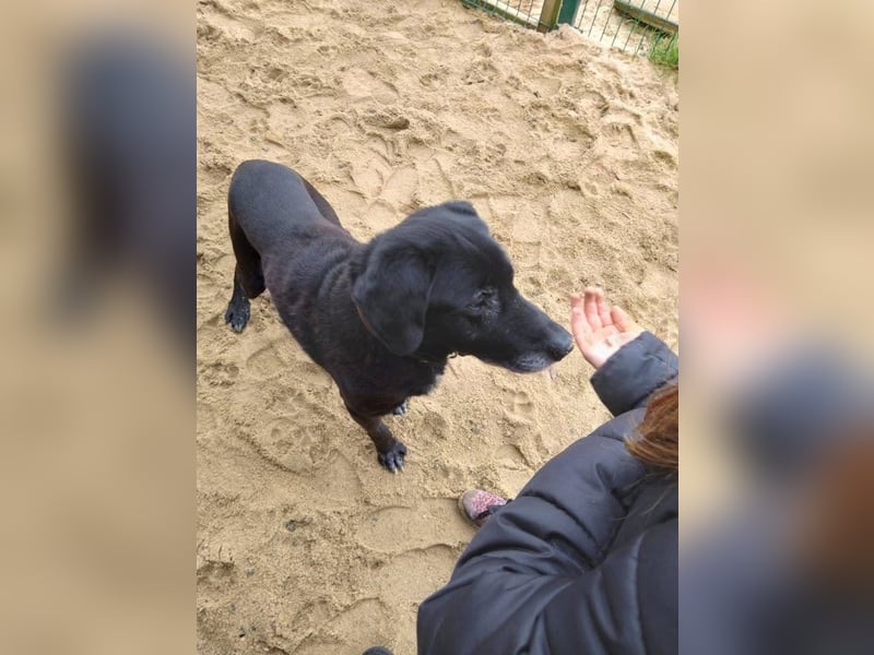 Rüde Blacky, 11 Jahre