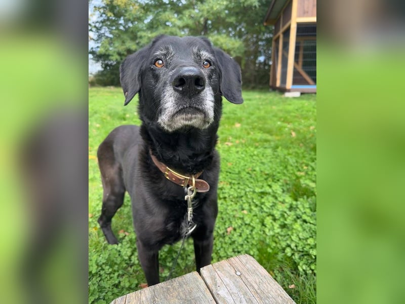 Rüde Blacky, 11 Jahre