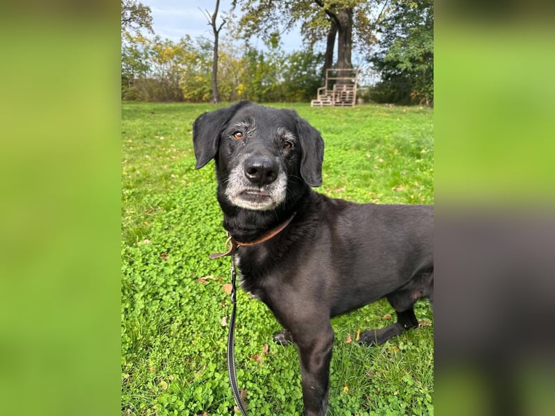 Rüde Blacky, 11 Jahre