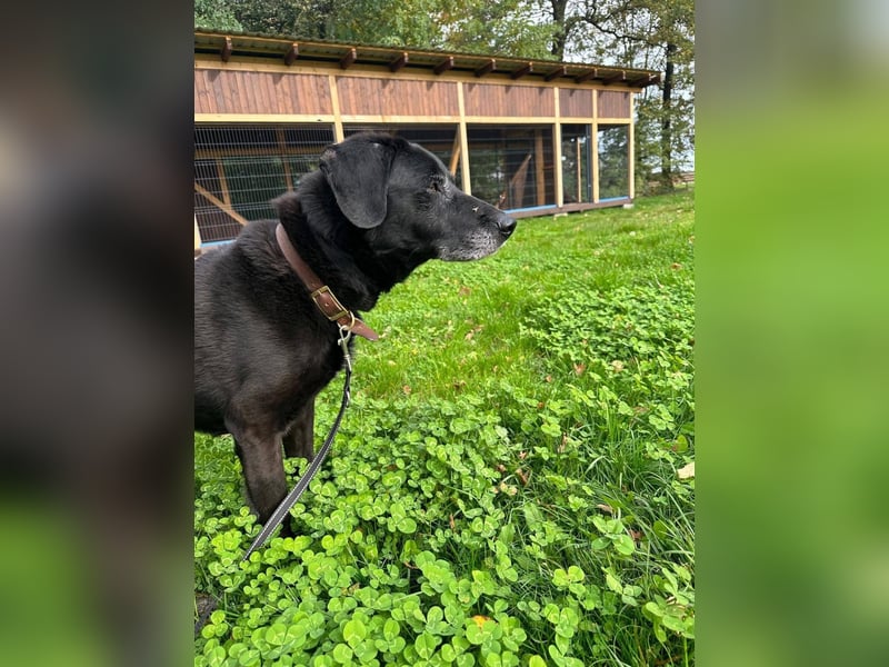 Rüde Blacky, 11 Jahre
