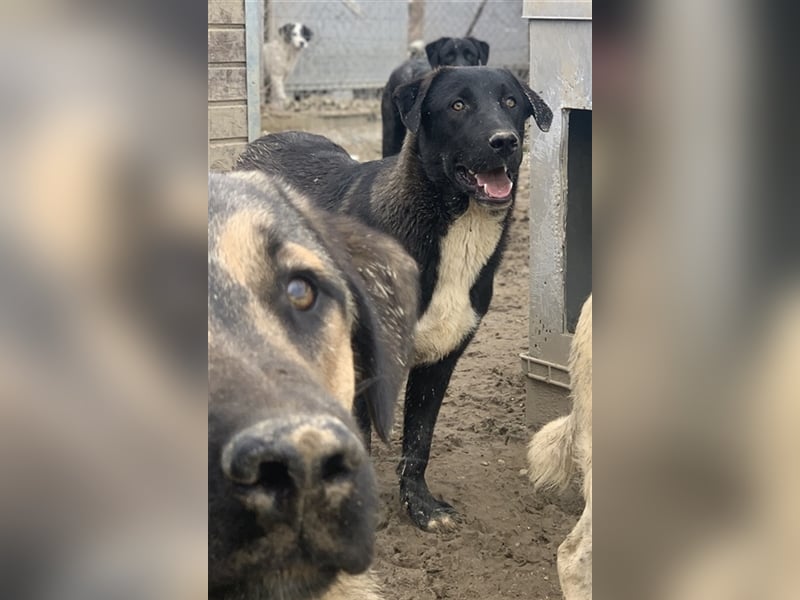 Robi, geb. ca. 09/2022, lebt in GRIECHENLAND, im städt. Tierheim Serres