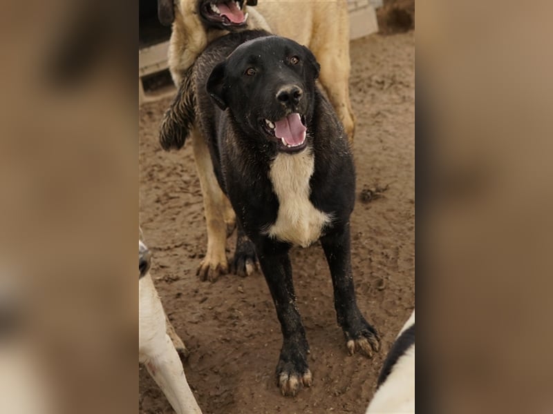 Robi, geb. ca. 09/2022, lebt in GRIECHENLAND, im städt. Tierheim Serres
