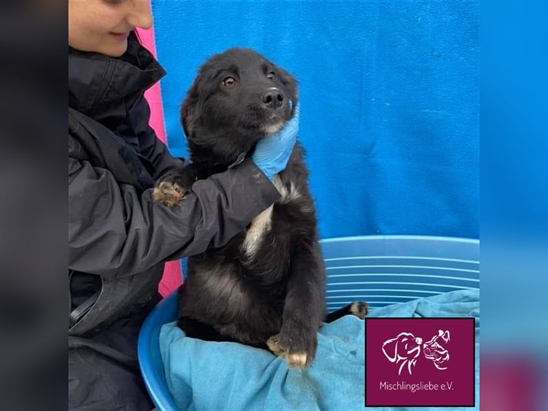 Corbu ❤️– Ein Hundewelpe zum Knutschen sucht sein Für-Immer-Zuhause
