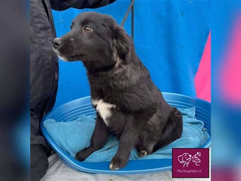 Corbu ❤️– Ein Hundewelpe zum Knutschen sucht sein Für-Immer-Zuhause