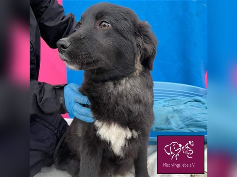 Corbu ❤️– Ein Hundewelpe zum Knutschen sucht sein Für-Immer-Zuhause