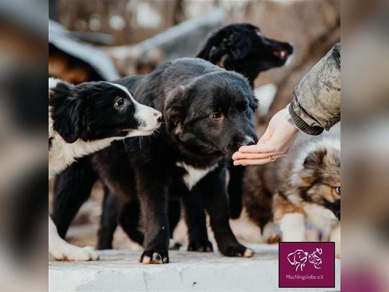 Corbu ❤️– Ein Hundewelpe zum Knutschen sucht sein Für-Immer-Zuhause