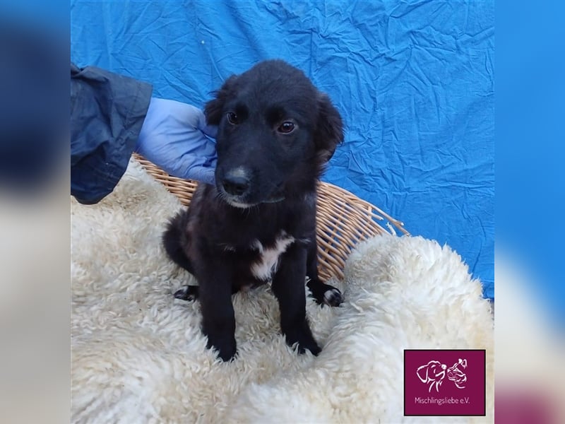 Corbu ❤️– Ein Hundewelpe zum Knutschen sucht sein Für-Immer-Zuhause