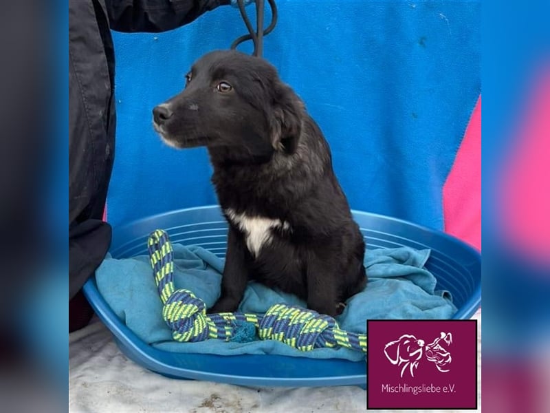 Corbu ❤️– Ein Hundewelpe zum Knutschen sucht sein Für-Immer-Zuhause