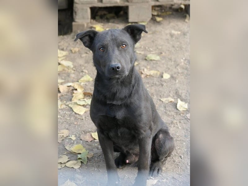 Jack freundlicher schlauer Black Beauty