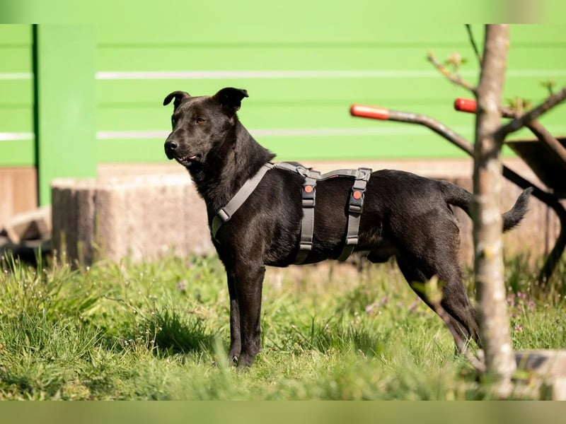 Jack freundlicher schlauer Black Beauty