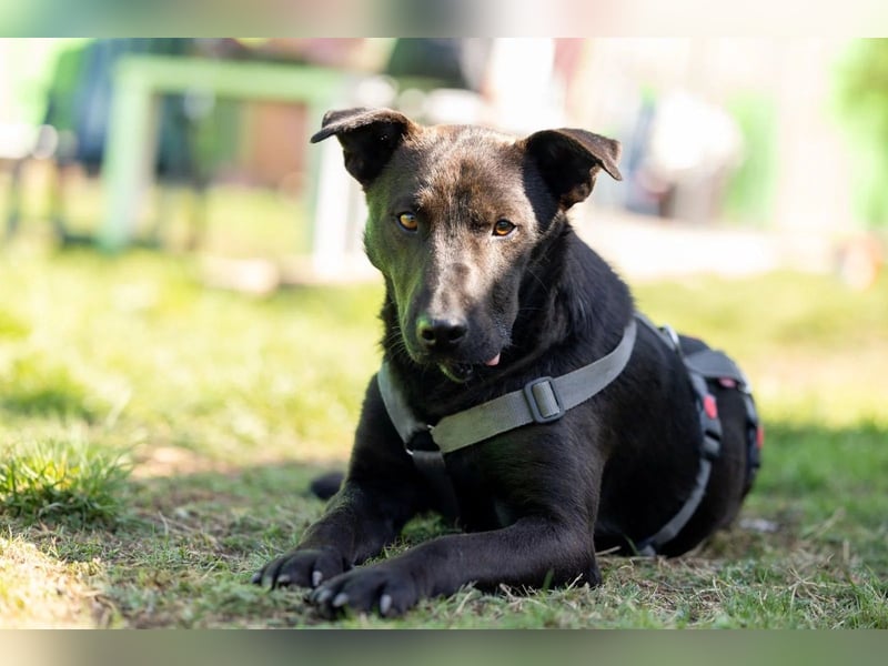 Jack freundlicher schlauer Black Beauty