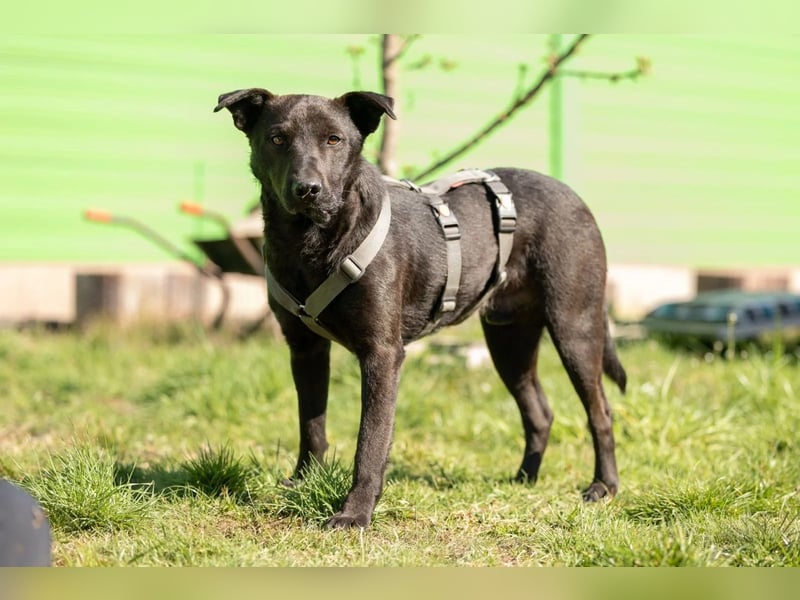Jack freundlicher schlauer Black Beauty