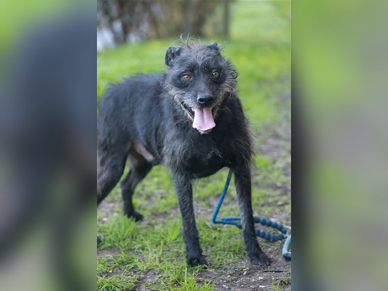 LENNY-ein wahrer Schatz, liebenswert, warmherzig, anhänglich, lässt sich leicht lenken