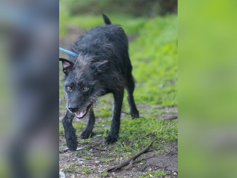 LENNY-ein wahrer Schatz, liebenswert, warmherzig, anhänglich, lässt sich leicht lenken