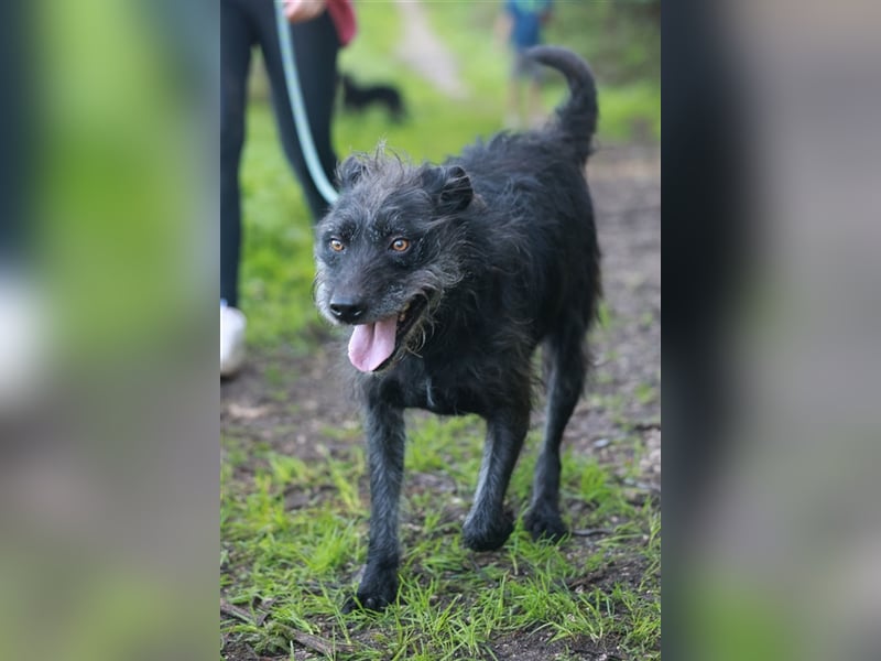 LENNY-ein wahrer Schatz, liebenswert, warmherzig, anhänglich, lässt sich leicht lenken