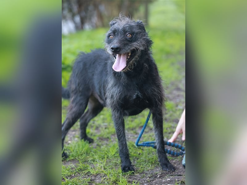 LENNY-ein wahrer Schatz, liebenswert, warmherzig, anhänglich, lässt sich leicht lenken