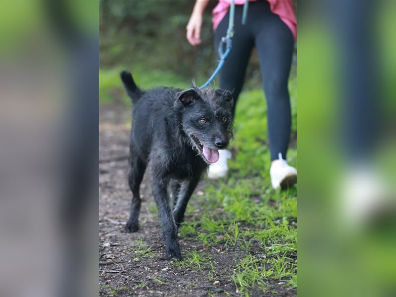 LENNY-ein wahrer Schatz, liebenswert, warmherzig, anhänglich, lässt sich leicht lenken