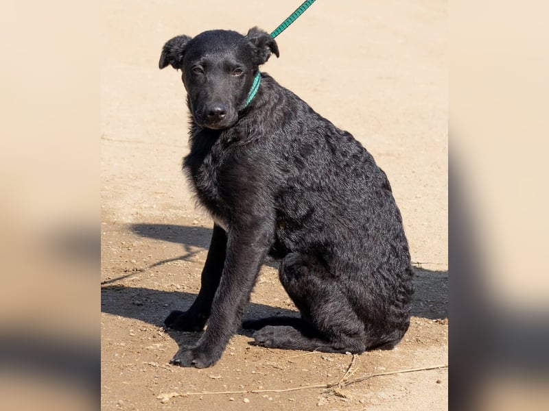 Feri, hat das Zeug für einen tollen Familienhund