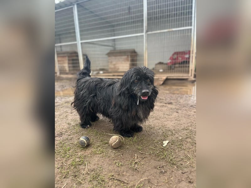 Tobi, altes Hundeherz möchte gern noch einmal ankommen dürfen