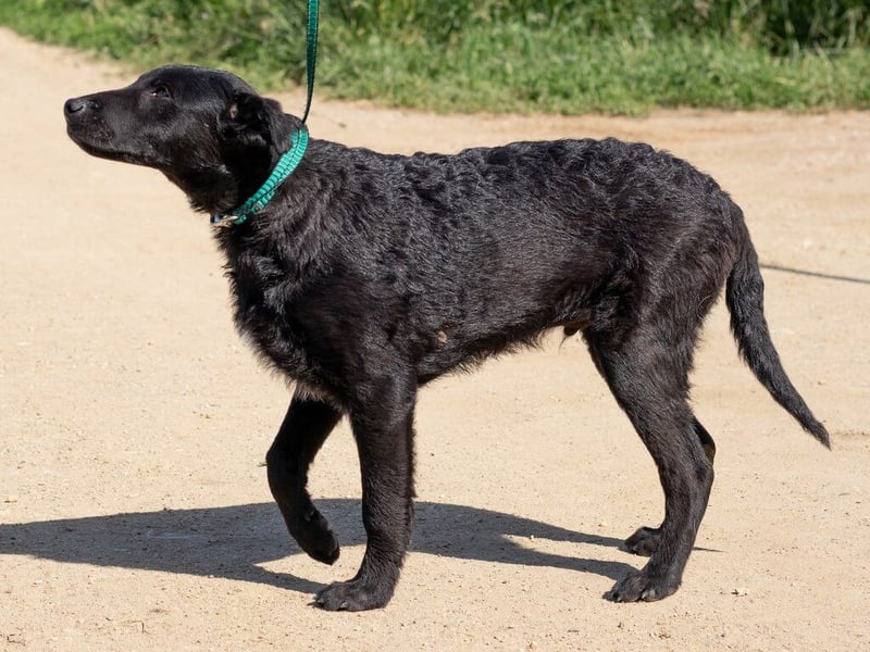 Feri, hat das Zeug für einen tollen Familienhund