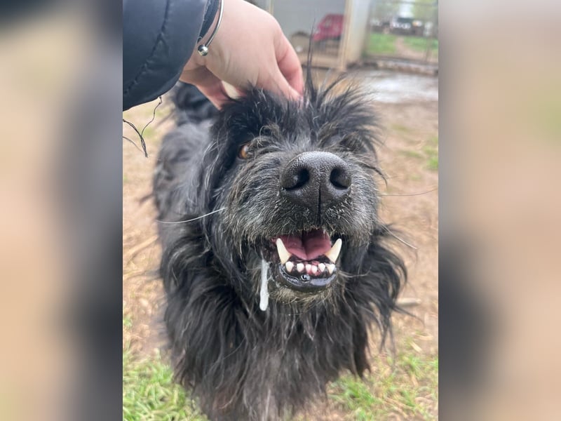 Tobi, altes Hundeherz möchte gern noch einmal ankommen dürfen