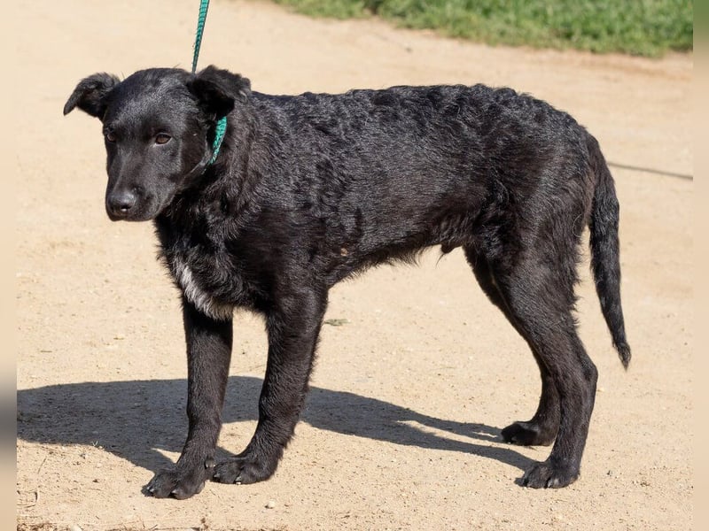 Feri, hat das Zeug für einen tollen Familienhund