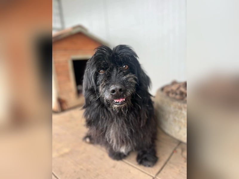 Tobi, altes Hundeherz möchte gern noch einmal ankommen dürfen