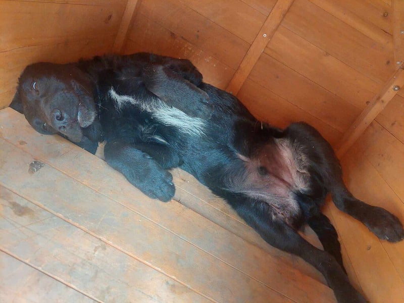 Feri, hat das Zeug für einen tollen Familienhund