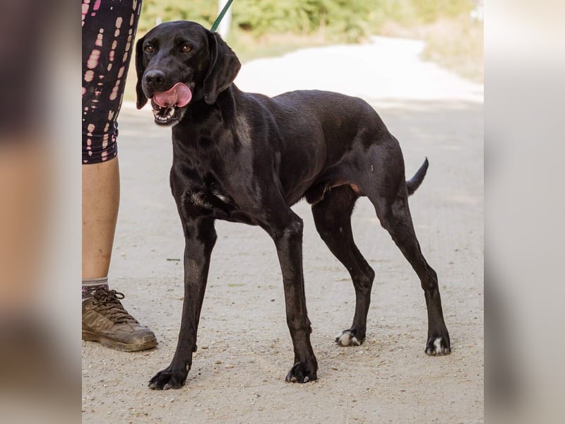 Pako, war schon mal ein Familienhund