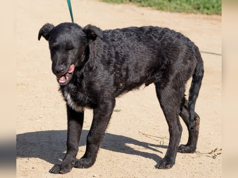 Feri, hat das Zeug für einen tollen Familienhund
