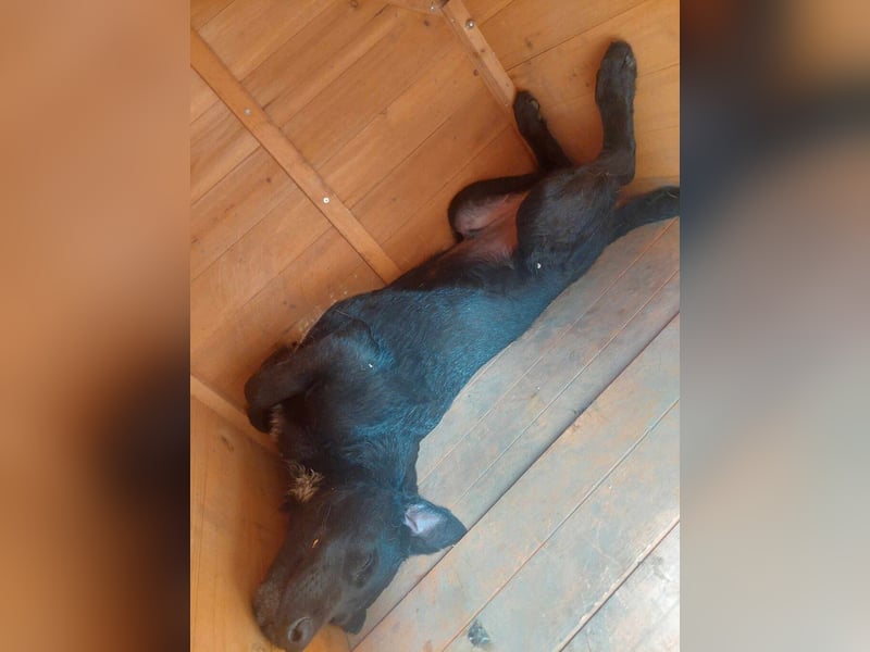Feri, hat das Zeug für einen tollen Familienhund