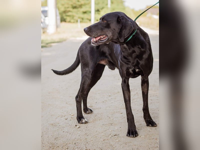 Pako, war schon mal ein Familienhund