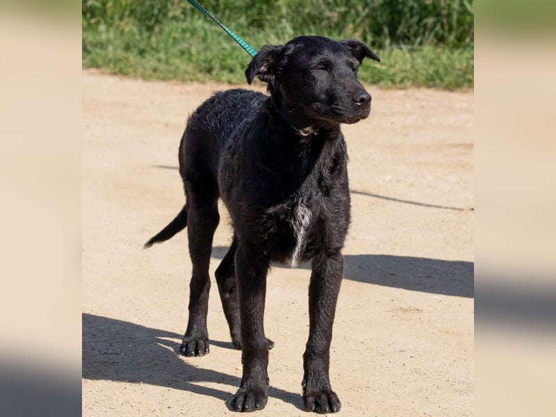 Feri, hat das Zeug für einen tollen Familienhund