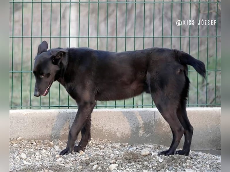 Brian, ein aktiver junger Hund, der im Tierheim völlig unterfordert ist !