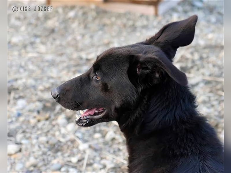 Brian, ein aktiver junger Hund, der im Tierheim völlig unterfordert ist !