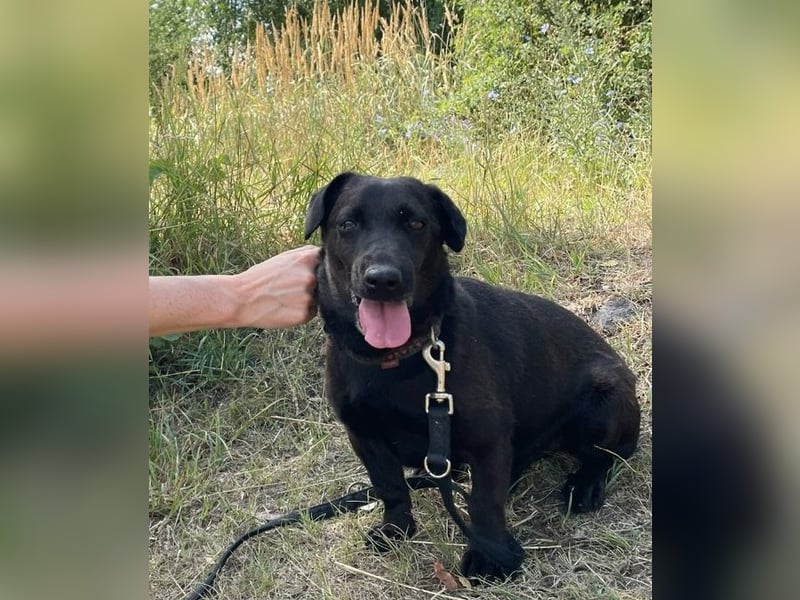 Gechillter Zseton wartet im Tierheim auf seine Menschen !