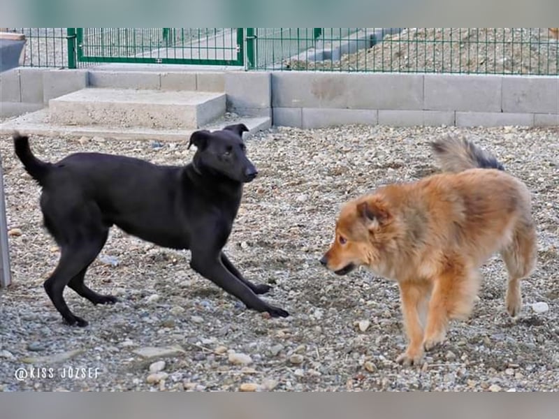 Brian, ein aktiver junger Hund, der im Tierheim völlig unterfordert ist !
