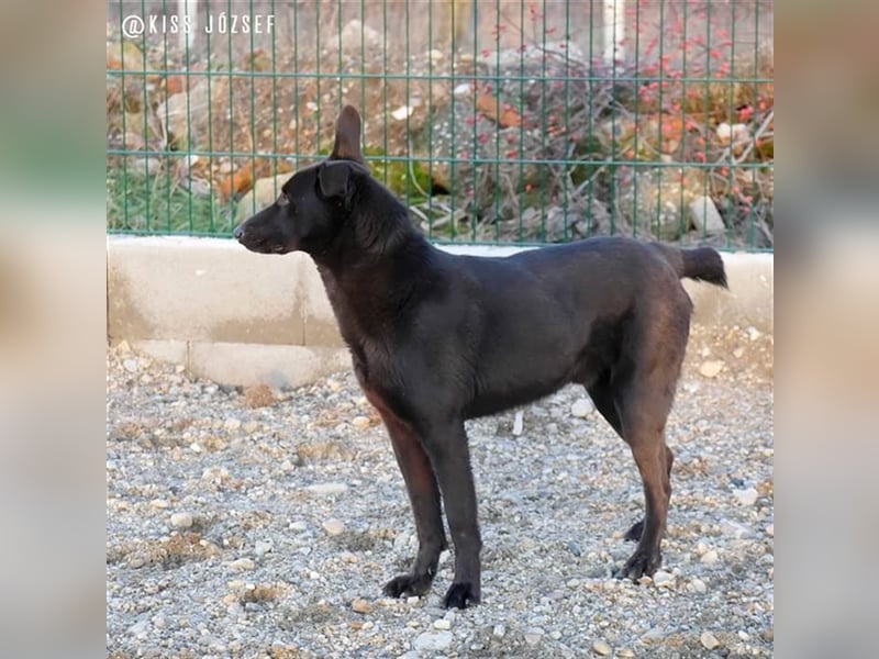 Brian, ein aktiver junger Hund, der im Tierheim völlig unterfordert ist !
