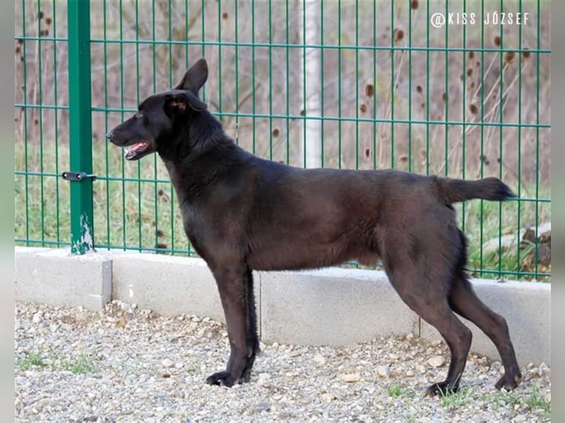 Brian, ein aktiver junger Hund, der im Tierheim völlig unterfordert ist !