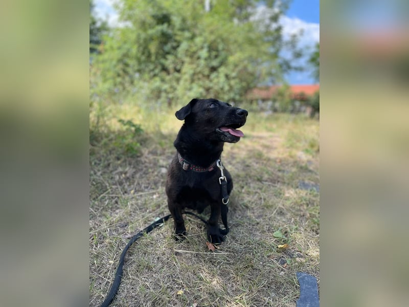 Gechillter Zseton wartet im Tierheim auf seine Menschen !