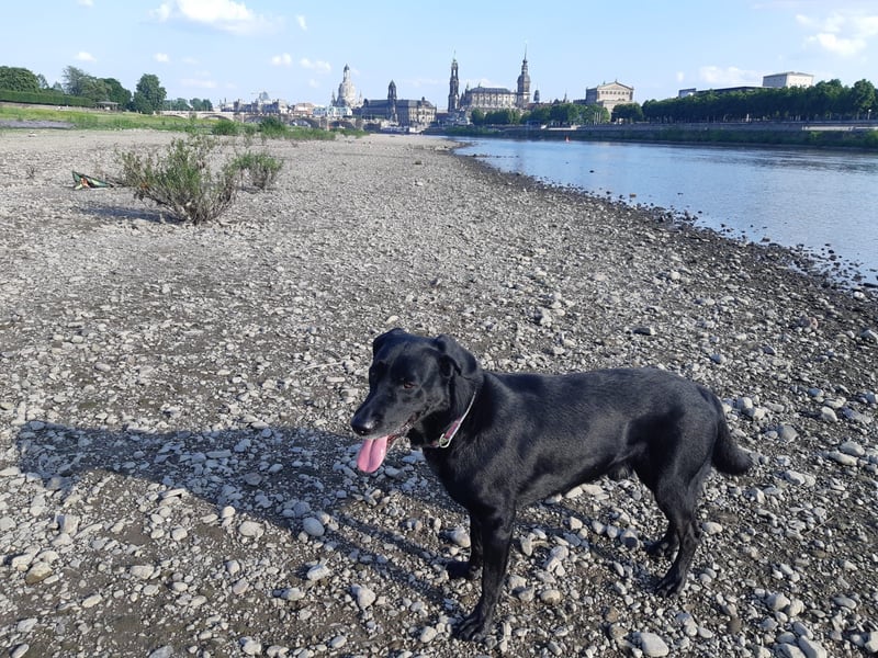 Deckrüde – Mischling Labrador x Belgischer Schäferhund