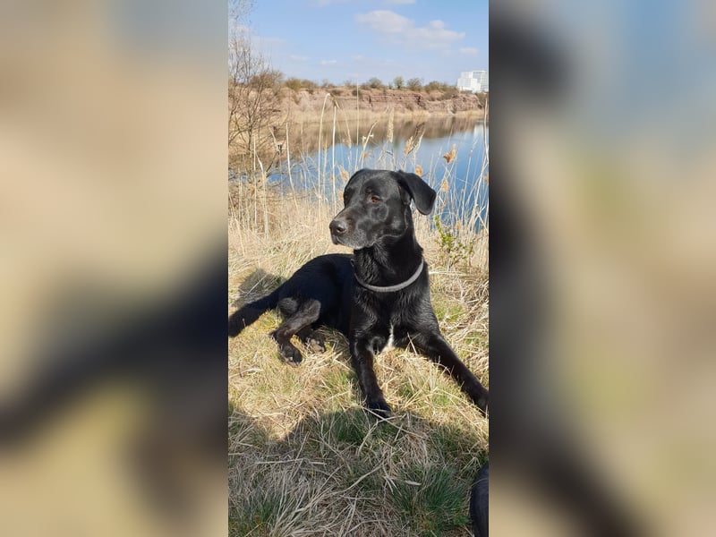Deckrüde – Mischling Labrador x Belgischer Schäferhund