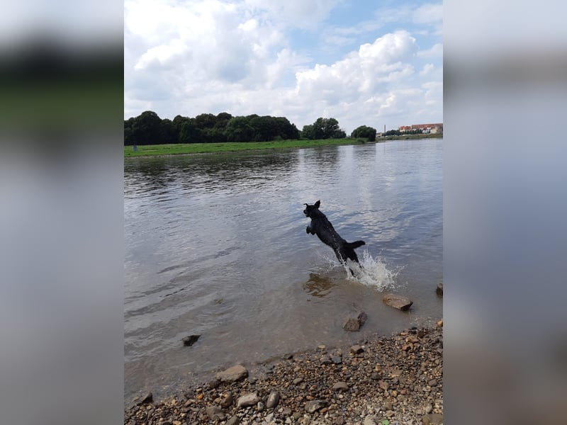 Deckrüde – Mischling Labrador x Belgischer Schäferhund