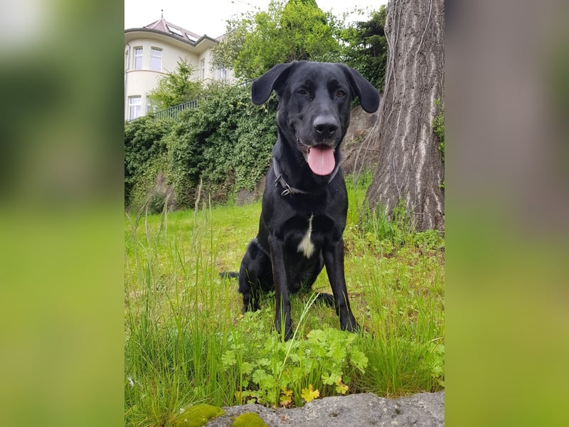 Deckrüde – Mischling Labrador x Belgischer Schäferhund