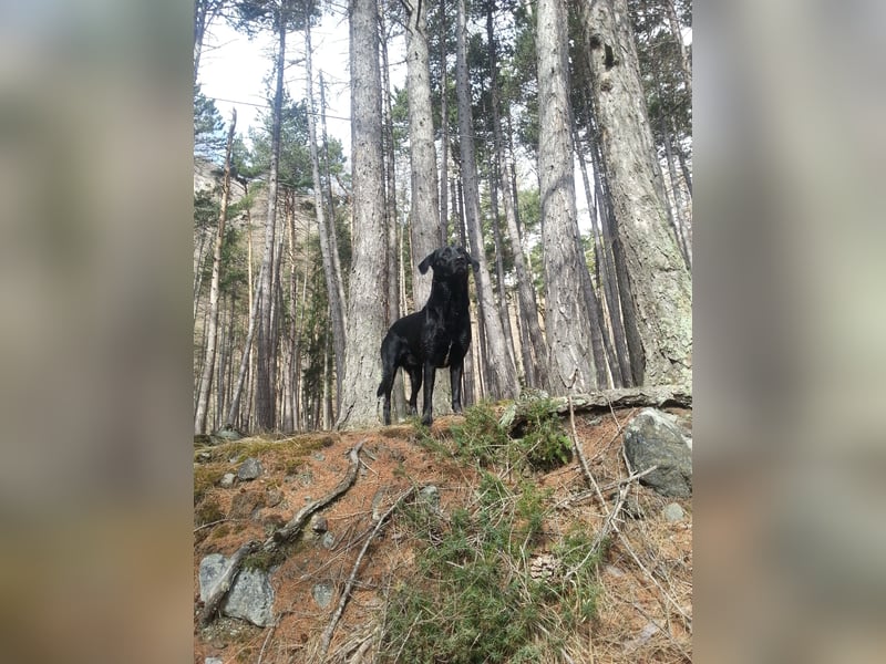 Deckrüde – Mischling Labrador x Belgischer Schäferhund